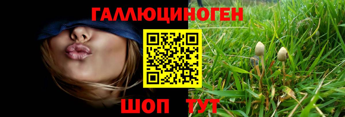 Галлюциногенные грибы Psilocybe Нововоронеж
